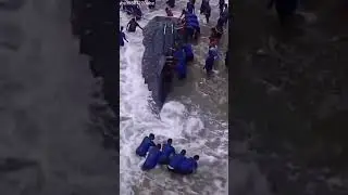 biggest whale 