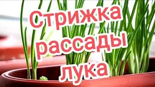Стрижка рассады лука Эксибишен и Рэд барон. 