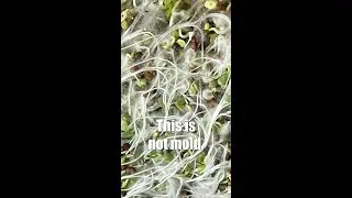 Sprouts get THIRSTY too!