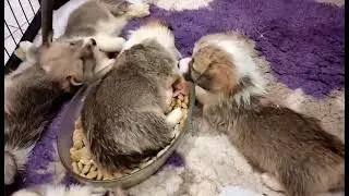 В гостях у корги сплюшек)))