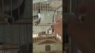 cũng đến ngày bạn cắn tui rồi
