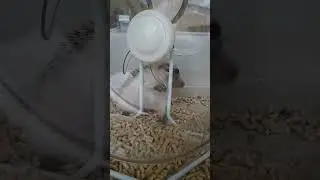 Ёжик пробует на зуб новое колесо
