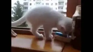 Котик спасает руку
