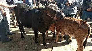 Мол бозор нархлари янгиси