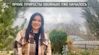 Яркие приросты хвойных! Уже началось!!!