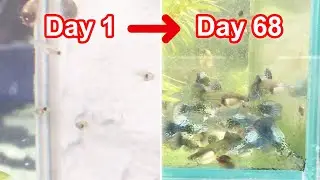 Aquarium (21 blue dragon guppies ) day 1 to day 68 😍
