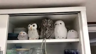 Owl finds it's friends / 食器棚に入るフクロウ