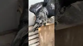 Мясо любит больше всего на свете!