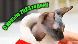 Канадский Сфинкс Манюня и ко. С Новым Годом!
