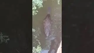 бобры