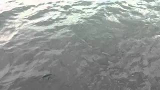 ripples in water