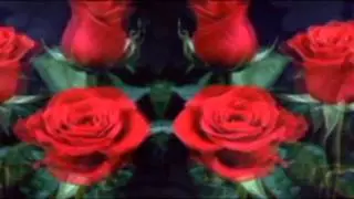 ╰✿ᶫᵒᵛᵋ✿╮Red rose flower╰✿ᶫᵒᵛᵋ✿╮