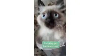 Смешные видео с котёнком Невская Маскарадная порода 2 месяца#невскаямаскарадная #тикток #tiktok