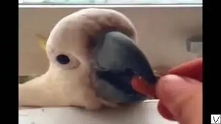 bird life be like
