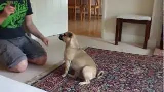 Jug Dog Tricks: 