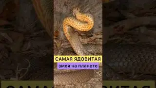 САМАЯ ЯДОВИТАЯ ЗМЕЯ