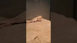 🦎Bearded Dragon NomNom's🐛#shorts