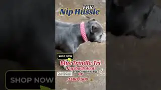TRINDLE-TRI Stud Available