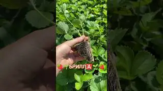 Супер сорт ПОЛУНИЦІ 🌱🍓. касетна розсада #полуниця #вирощування #фермер