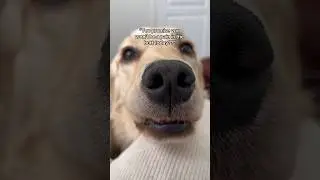 Puppy promises to be good 🥺 