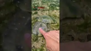 Ужалила медуза в море: первая помощь, ЧТО ДЕЛАТЬ?