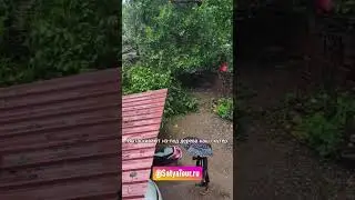 Рухнуло огромное дерево в нашем дворе на наш скутер...  во время дождя, вытаскивают скутер
