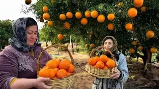 HARVESTING FRESH ORANGE | MAKING ORANGE JAM AND PEACH SWEETS