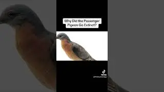 Why Did Passenger Pigeons Go Extinct? #animals