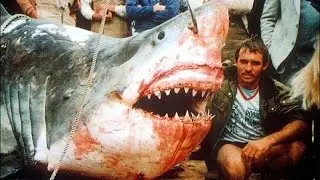 11 Giant Sharks Caught