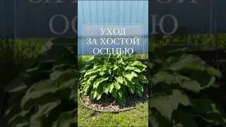 Обрезка хосты осенью #сад #дача #огород #garden #хоста #хосты
