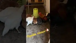 Приём пищи!🐔 