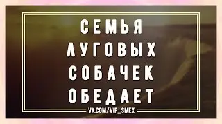 Семья луговых собачек обедает кукурузой