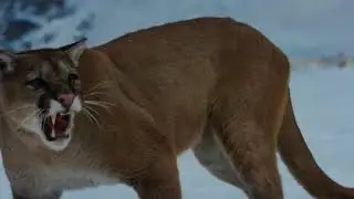 The Mountain Between Us 2017 |Lion attacks Kate winslet|