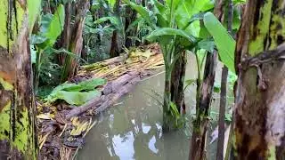 Kondisi kolam ikan setelah di guyur hujan semalem ( JADI BERANTAKAN )