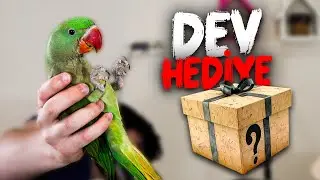 Alex'e DEV Hediye - 8 Kg Yem ALDIM @Yemburdaa
