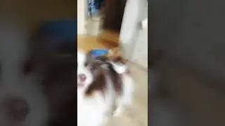 chipi
