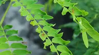 Relaxing Nature Sound - The Struggle of an ant #nature