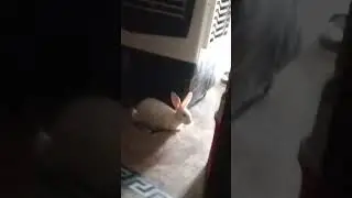 grmi #youtubeshorts #animal #pet #bunny