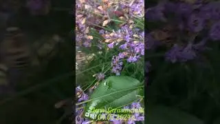 04.07.2024р # flowers