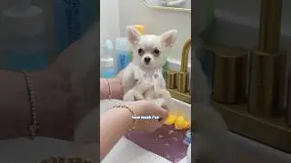 Barley’s Doggo Spa Day: Bathed, Groomed, and Ready to Impress! 🤍🛁🐾 PART 1