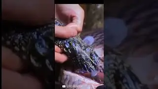Находка внутри большой рыбы удивила рыбаков.