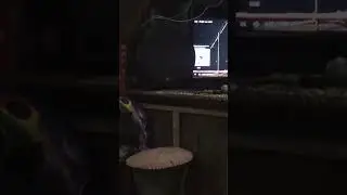 Три Эли Нэй Шых Гея