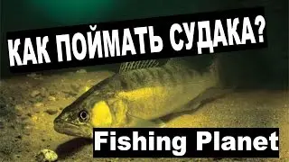 ✅ Fishing Planet: Как поймать Судака?