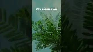 Khairiyat - Arijit Singh | lyrics | shorts | status