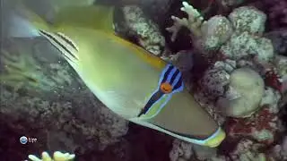 Ринекант Пикассо (Rhinecanthus assasi) — одна из самых живописных коралловых рыб.