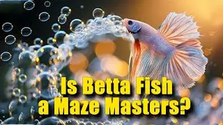 Is Betta Fish Maze a Masters? 🐟🧠