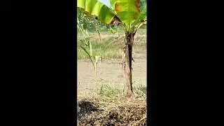 arang2 sambang sawah