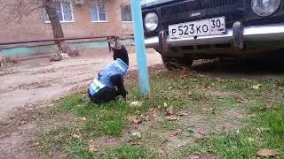 Мурзик гуляет в новом свитере^^