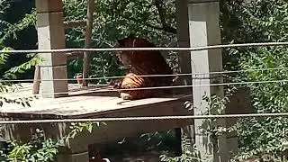 #zoophotography