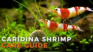 CARIDINA SHRIMP CARE | Beginner Guide